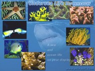 Undersea Life Screensaver screenshot